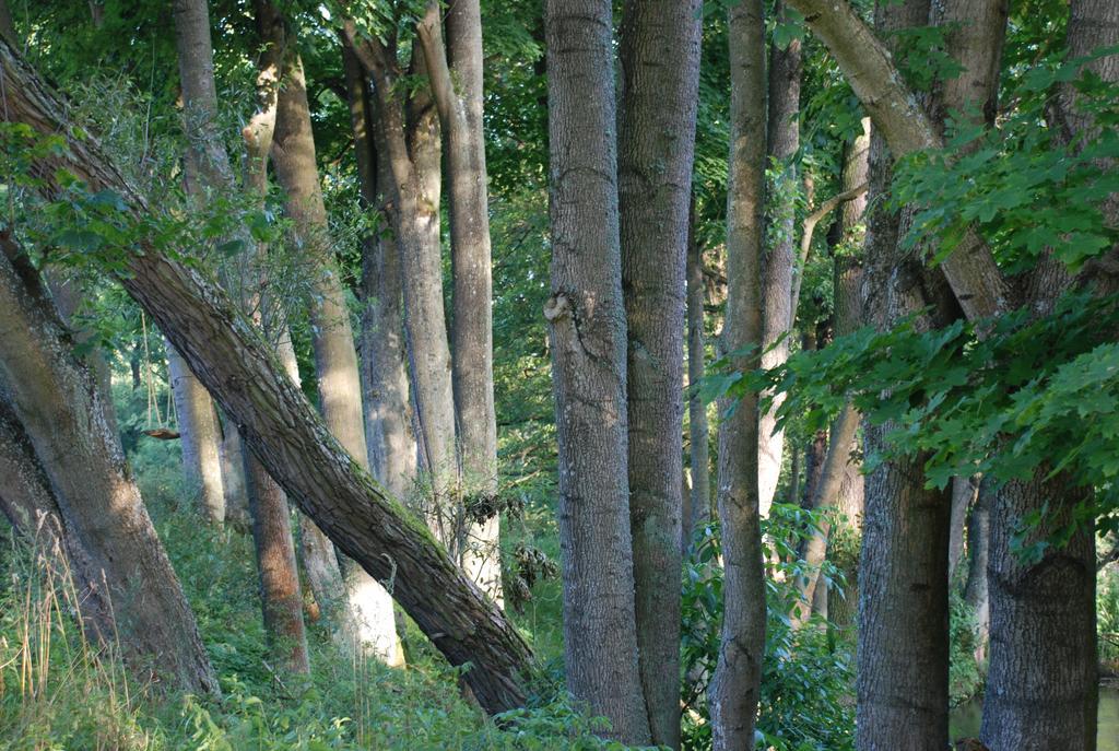 Natura Apartamenty Swaderki Exteriör bild