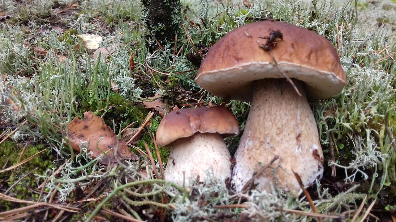 Natura Apartamenty Swaderki Exteriör bild